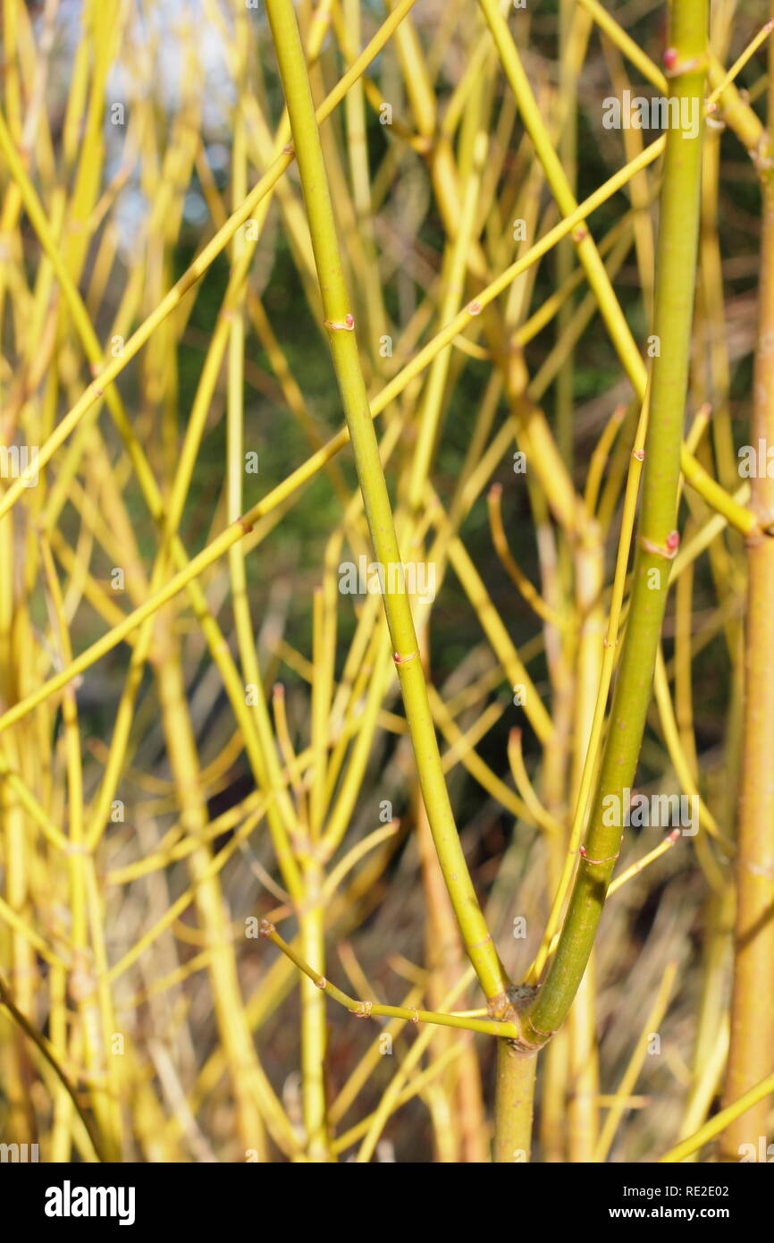 Tallos verdes vibrantes de Acer negundo "Rayo" de invierno, también llamada Box Elder "Rayo" de invierno, invierno, UK Foto de stock