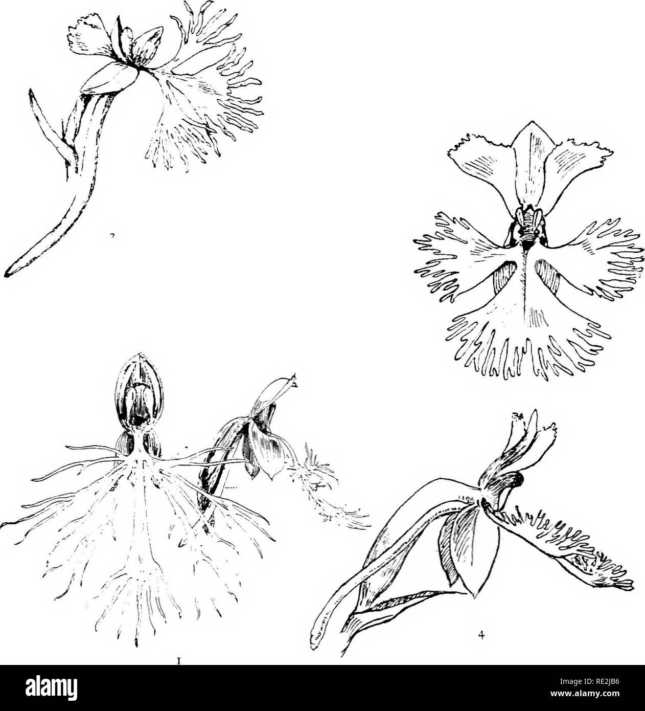 Nuestras orquídeas nativas; una serie de dibujos de la naturaleza de todas  las especies encontradas en el noreste de los Estados Unidos. Las orquídeas.  XX
