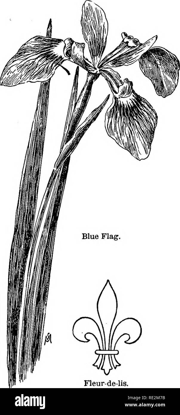 Conoce las flores de campo y jardín;. La botánica. Mayo, Junio y Julio. 73  Bandera Azul. La bandera azul más grande crece en el iHs^er^coiov. ^^^^^ ^f  ^^^^ ^^^^ pradera o