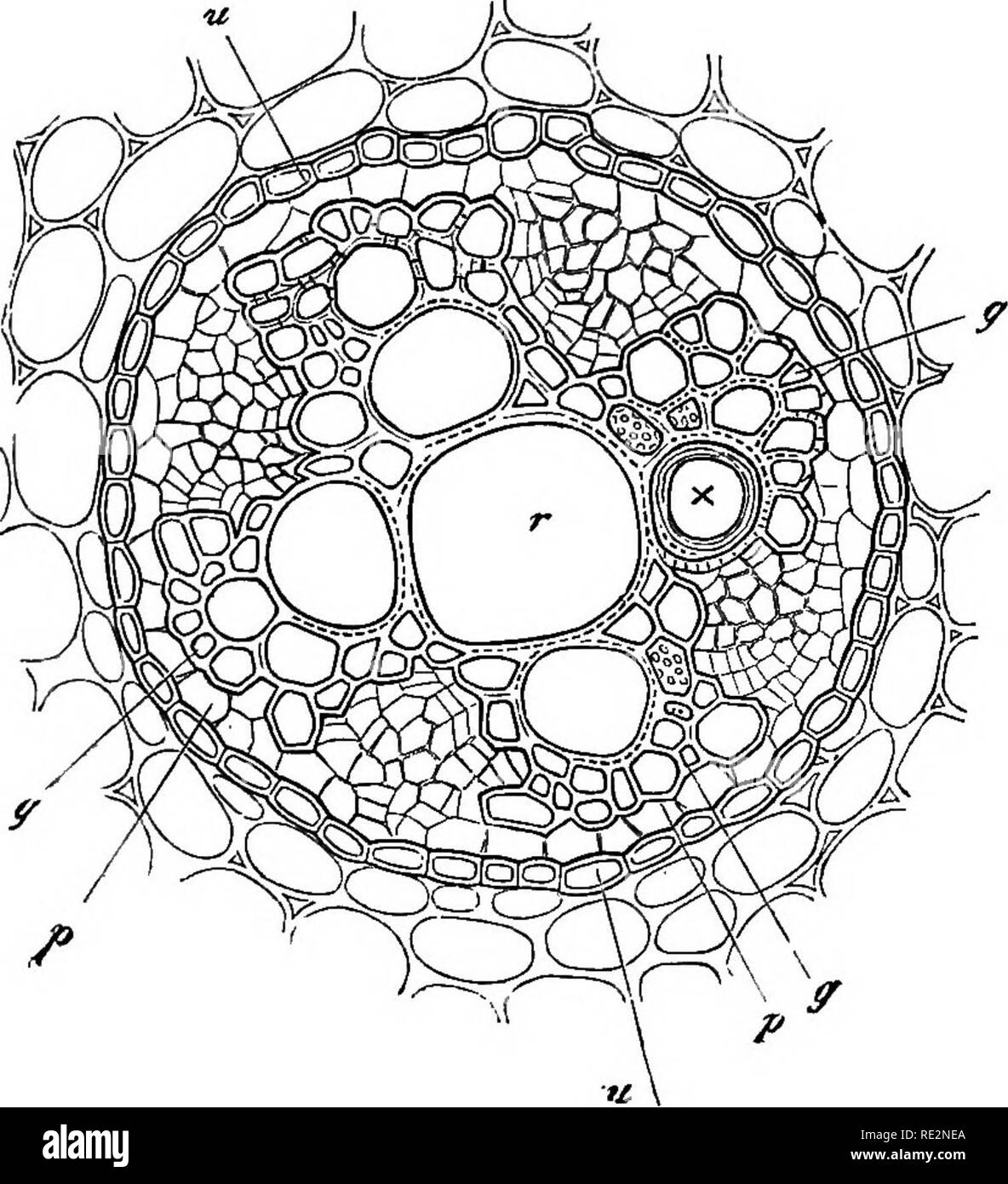 . Anatomía Comparada de los órganos vegetativos de las fanerógamas y