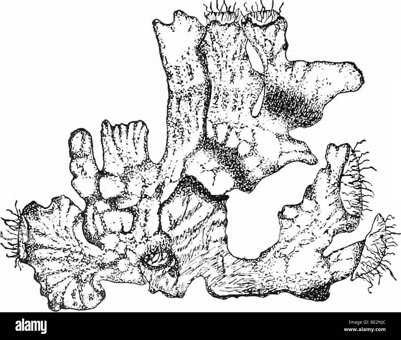 Tnd Imagenes De Stock En Blanco Y Negro Alamy