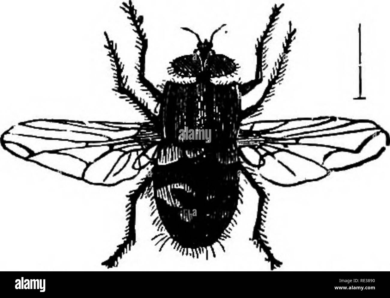 Alas de abejas Imágenes de stock en blanco y negro - Página 2 - Alamy
