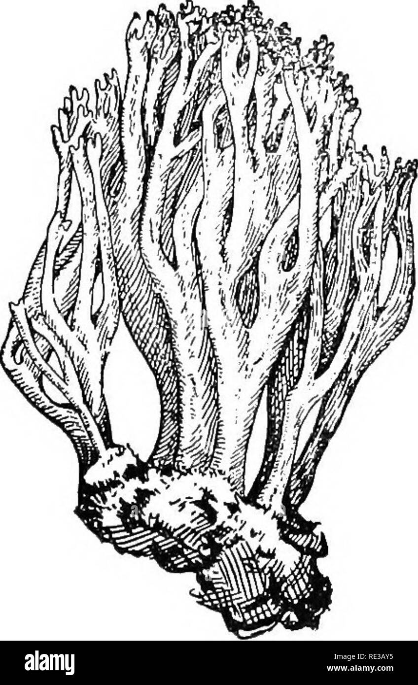 . Prácticas de botánica. La botánica. Fig. 209. Un árbol que destruyen el hongo (Polyporus sulfureus) creciendo en la base de un árbol de roble rojo alrededor de un sexto del tamaño natural. Fig. 210. Un coral-lilte toadstool (Clavaria) la mitad del tamaño natural champiñón, tiene sus esporas producidas en espinas. En profundos bosques, húmedo, a registros antiguos, una especie de Hydnum a veces produce una inmensa (20 a 25 libras), coral- como comestibles, órgano reproductivo. Un coral- como toadstool es Clavaria (Fig. 210). La toadstools y setas, ambos saprofíticos, parasitarias y están ampliamente distribuidos. Bosque y o- chard árboles Foto de stock