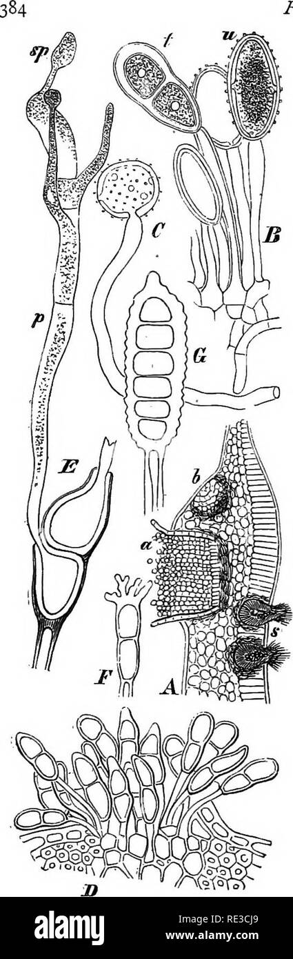 Un Manual De Botanica Criptogamicas Cryptogams Hongos Fig 314 Diagramatica Seccion Transversal De Agracejo Hoja Un Manual De Botanica Criptogamicas Cryptogams Hongos Fig 314 Diagramatica Seccion Transversal De Agracejo Hoja