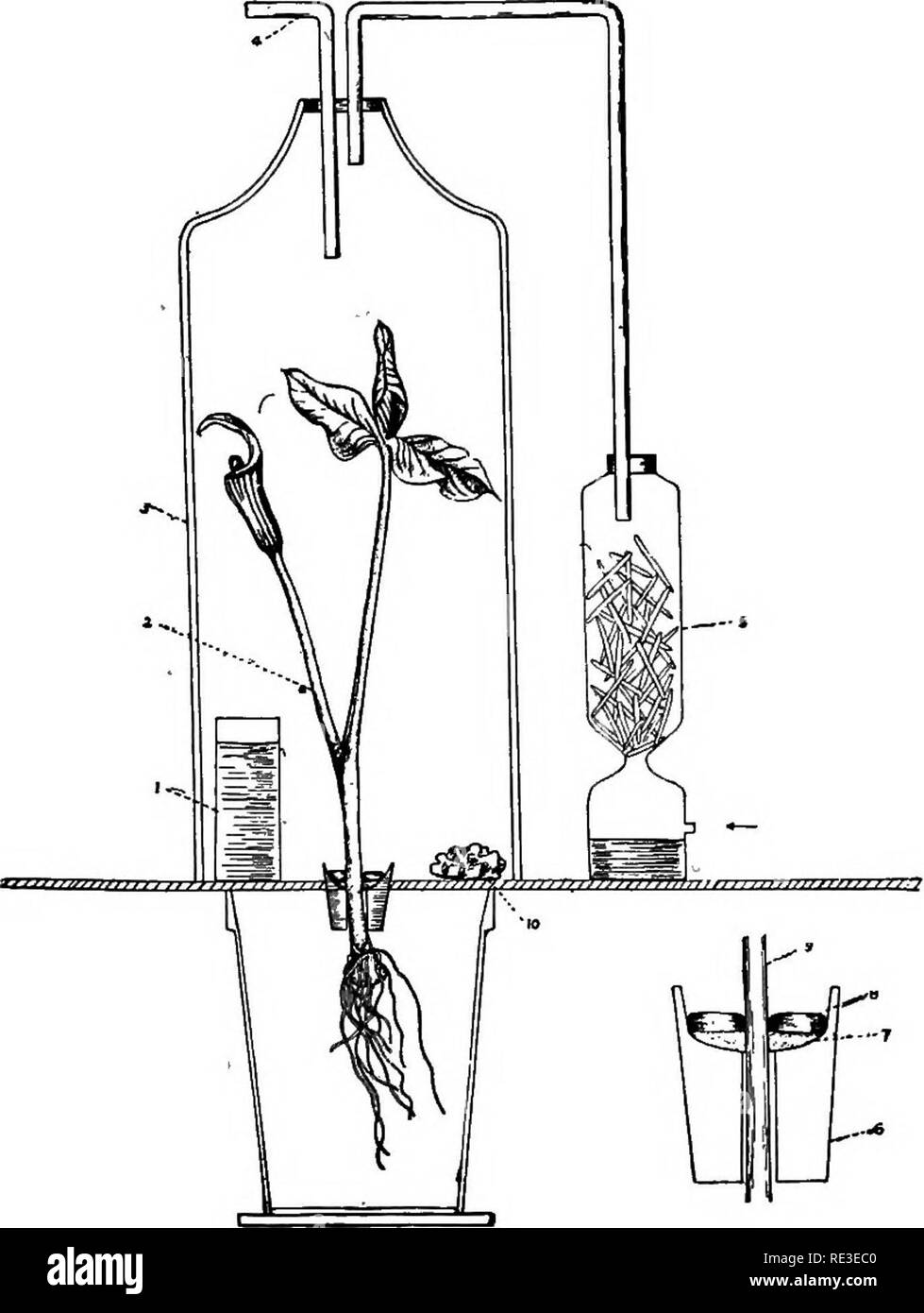 Práctico libro de texto de fisiología vegetal. La fisiología de planta.  Plantas SIN DIÓXIDO DE CARBONO 229 planta cuando cultivadas sin dióxido de  carbono, con la de otros privados de sales