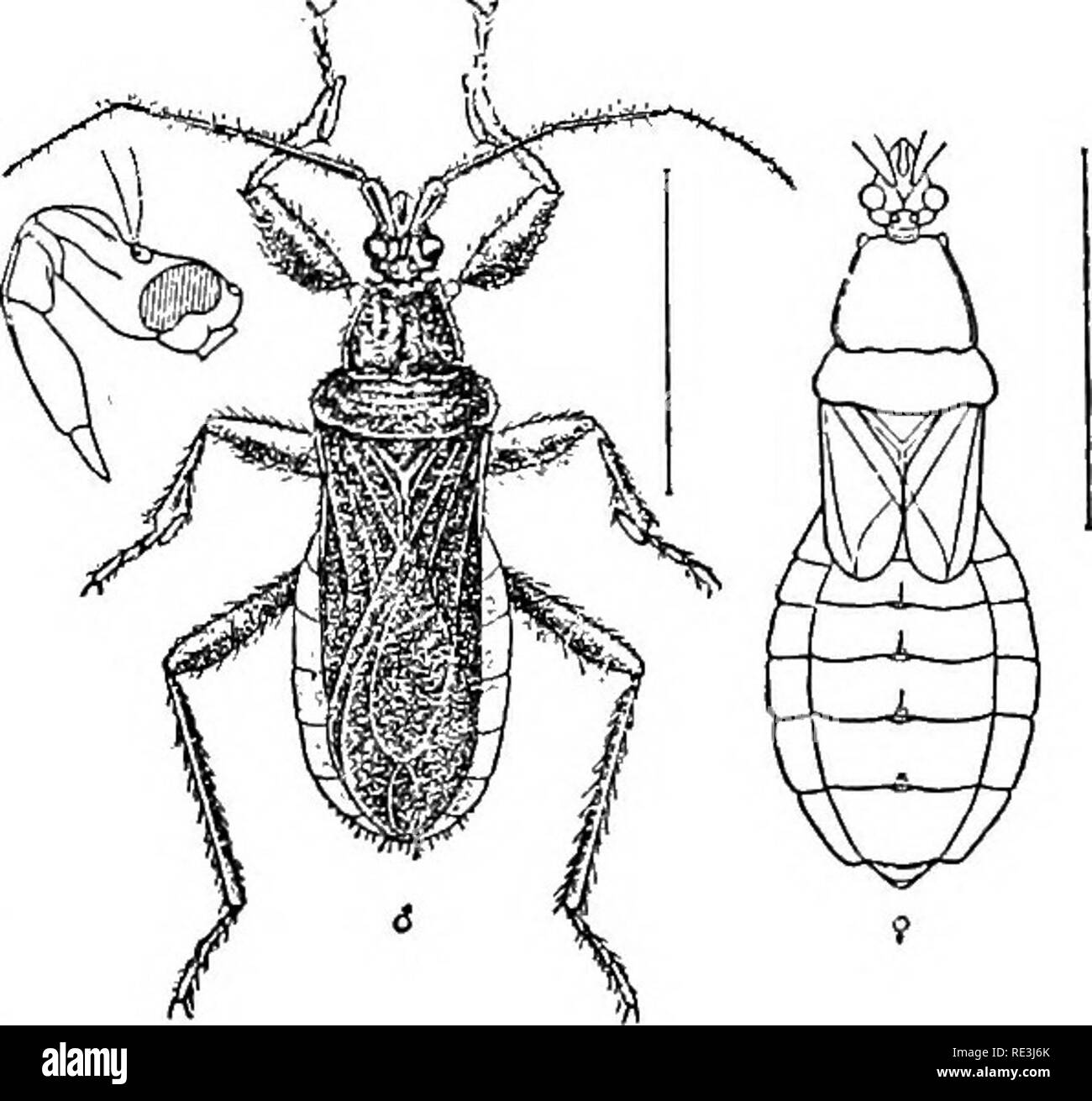 Manual De Entomología Médica. Las Pestes Del Insecto; Insectos.