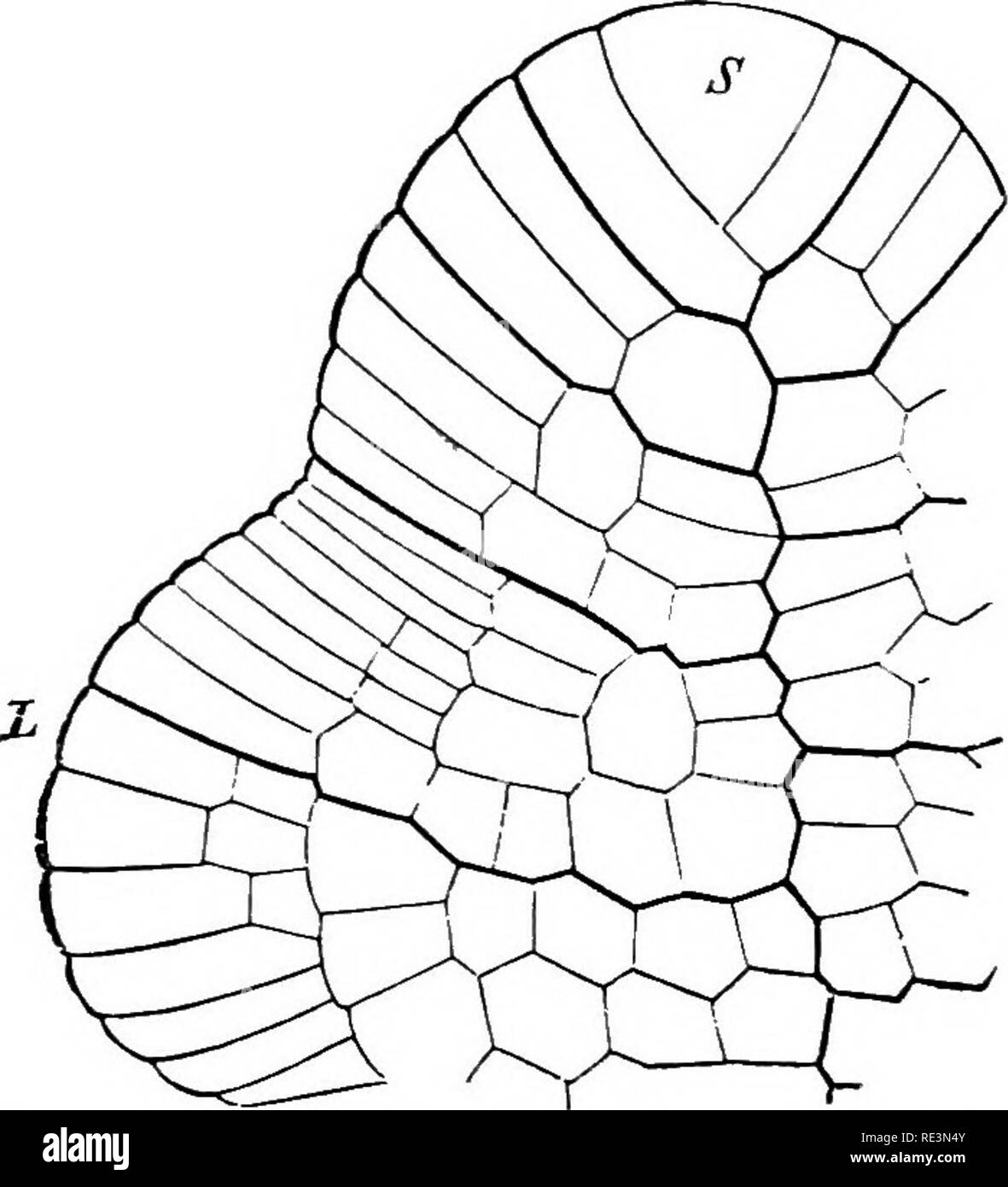 . Un manual de botánica criptogámicas. Cryptogams. 74 CRYPTOGAMS VASCULAR, el desarrollo de la fértil parenchyme (apical) parte de las hojas, dando la apariencia de un thyrsoid panicled o inflorescencia. La sf naranja suele ser azotado, y tiene una forma elíptica, o de una batalla- dore o raqueta-bat. Los lados son comúnmente delgado y membranoso y- la sporange dehisces bien longitudinalmente o transversalmente, generalmente a partir de la elasticidad de una corona o anillo de células de paredes gruesas marrón que corre a lo largo de o a través de ella. La posición de este anillo, y su desarrollo más o menos completa o Foto de stock