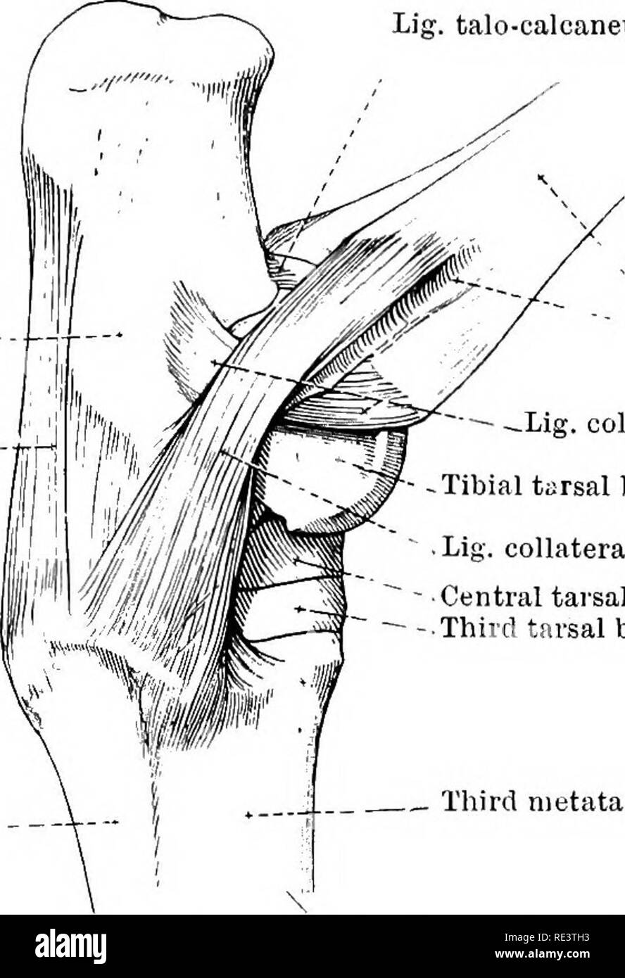 Hueso cuneiforme lateral partes Imágenes de stock en blanco y negro Alamy
