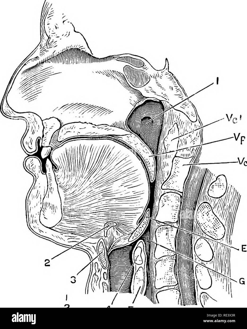 glotis y epiglotis fetal cerdo