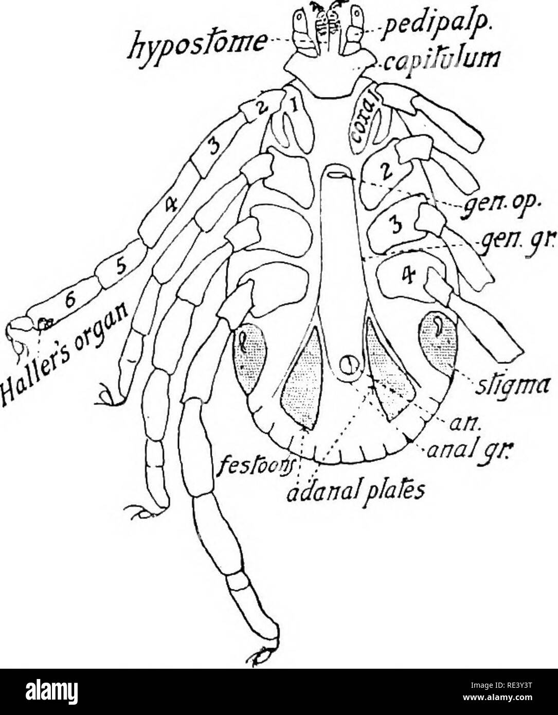 Etiqueta Engomada De Insecto Anti ácaros Signo Oscuro Ilustración del  Vector - Ilustración de medicina, mordedura: 213623464
