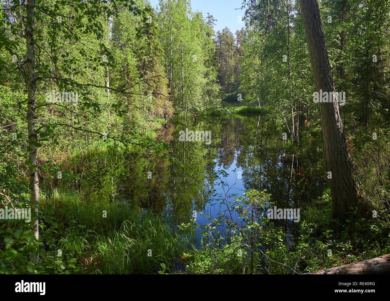 Paisaje de verano con un hermoso lago en el desierto del Parque Nacional de Oulanka en Laponia de Finlandia. Verano verde de árboles que rodean el todavía wate Foto de stock