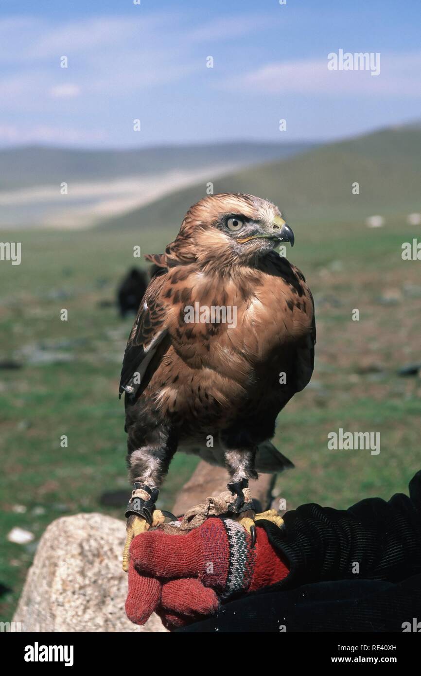 Falcon (Falco), Golden Eagle Festival, Bayan Oelgii, montañas de Altai, Mongolia, Asia Foto de stock