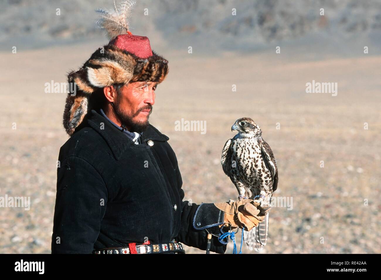 Eagle kazajo hunter con un Falcon (Falco), Golden Eagle Festival, Bayan Oelgii, montañas de Altai, Mongolia, Asia Foto de stock