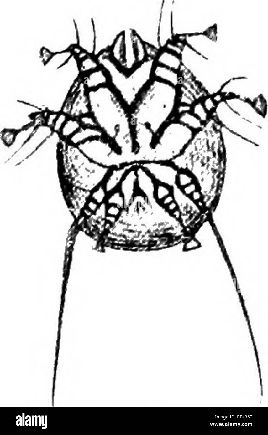  Manual De Entomolog a M dica Las Pestes Del Insecto Insectos