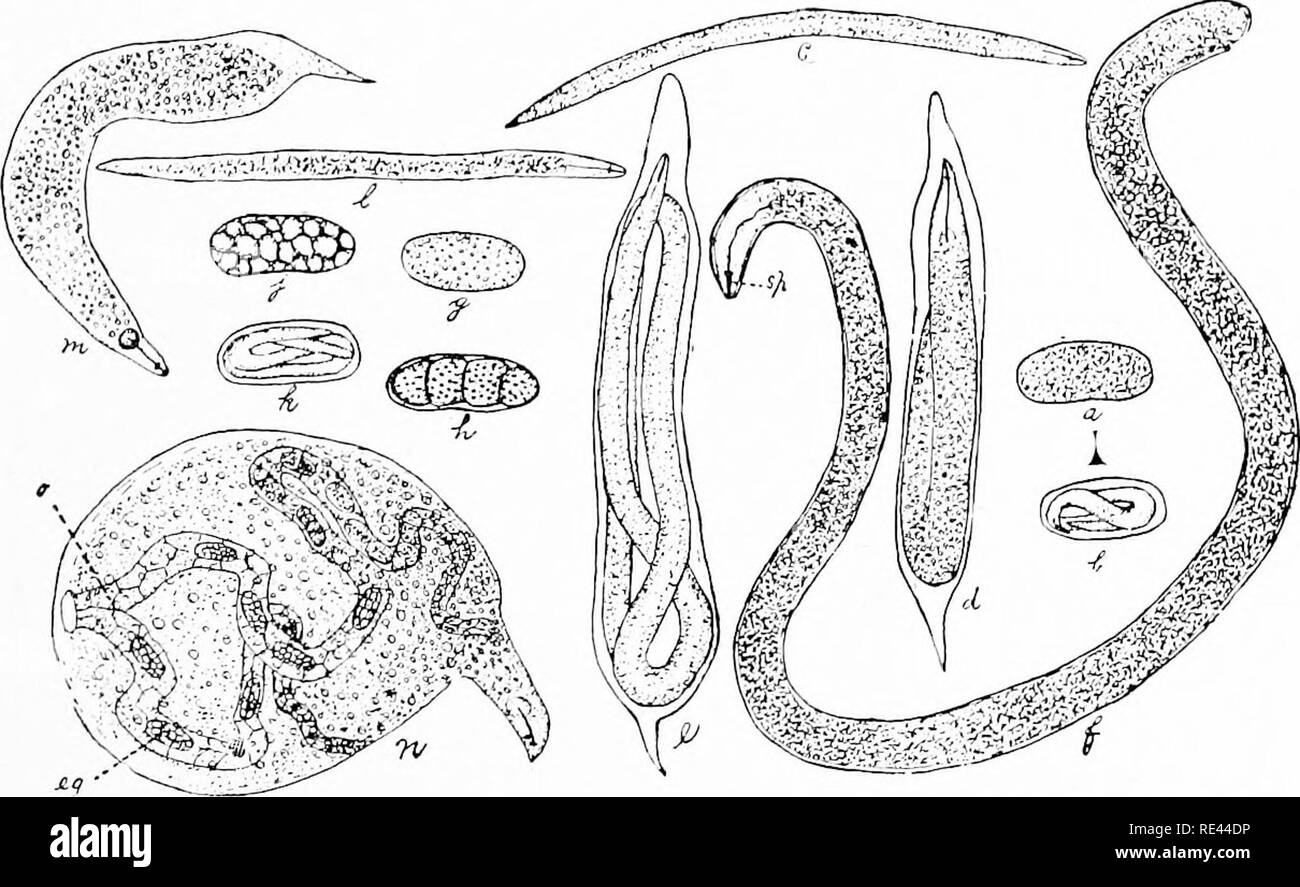 El Ginseng Y El Goldenseal Growers Handbook Ginseng Americano El Sello Dorado V I V L Jpnicn T Lt 1 Mienten En Inatodi Wocni I Oh E O S J Li Seo Nu Ntatirtn Si A A S S B