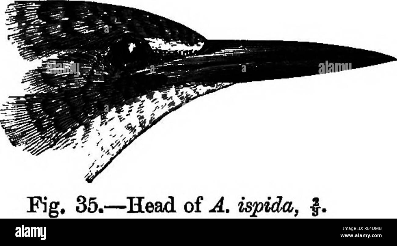 . Las aves. Las aves. ALOHDO. 123 azul, cada uno de menor y mediana cobertoras inclinado con una mancha azul brillante; las tapas fuera con bordes de color marrón, azul verdoso, azul, marrón de cola arriba debajo; partes inferiores profunda ferruginosa, a veces más pálida, siempre blanquecina o blanco en la barbilla y la garganta. Algunas aves son de un azul más ecológicos que otros. Toung aves son simples en color y tienen las partes inferiores teñida con ceniciento. Pico negro; la mitad basal de la mandíbula inferior en las mujeres de color rojo o naranja; iris pardo negruzcas; pies color rojo coral {Sharpe). Duración aproximadamente 7; luces traseras 1'4; wing 2-75 a 3'1; TARSO •37; ley del gape 1'9. Cabeza de A. ispida, Foto de stock