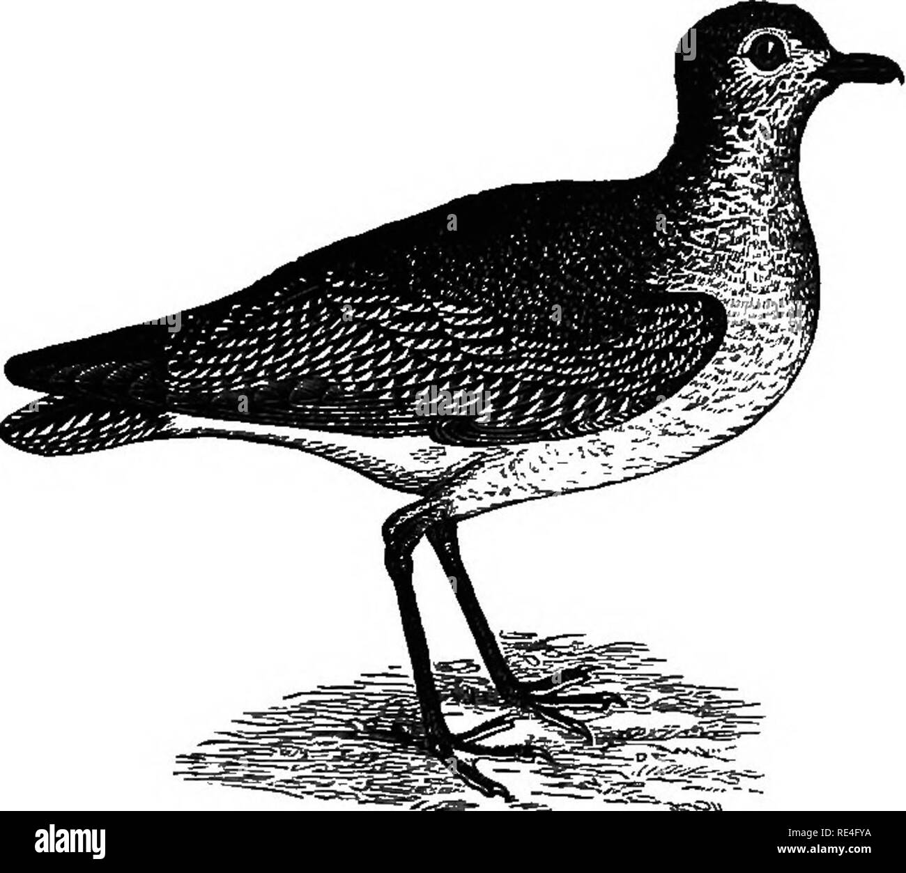 Las aves de Indiana; un catálogo descriptivo de las aves que han sido  observadas en el estado, con una cuenta de sus hábitos. Las aves. Aves de  Indiana. 737 subgénero Chabadbius