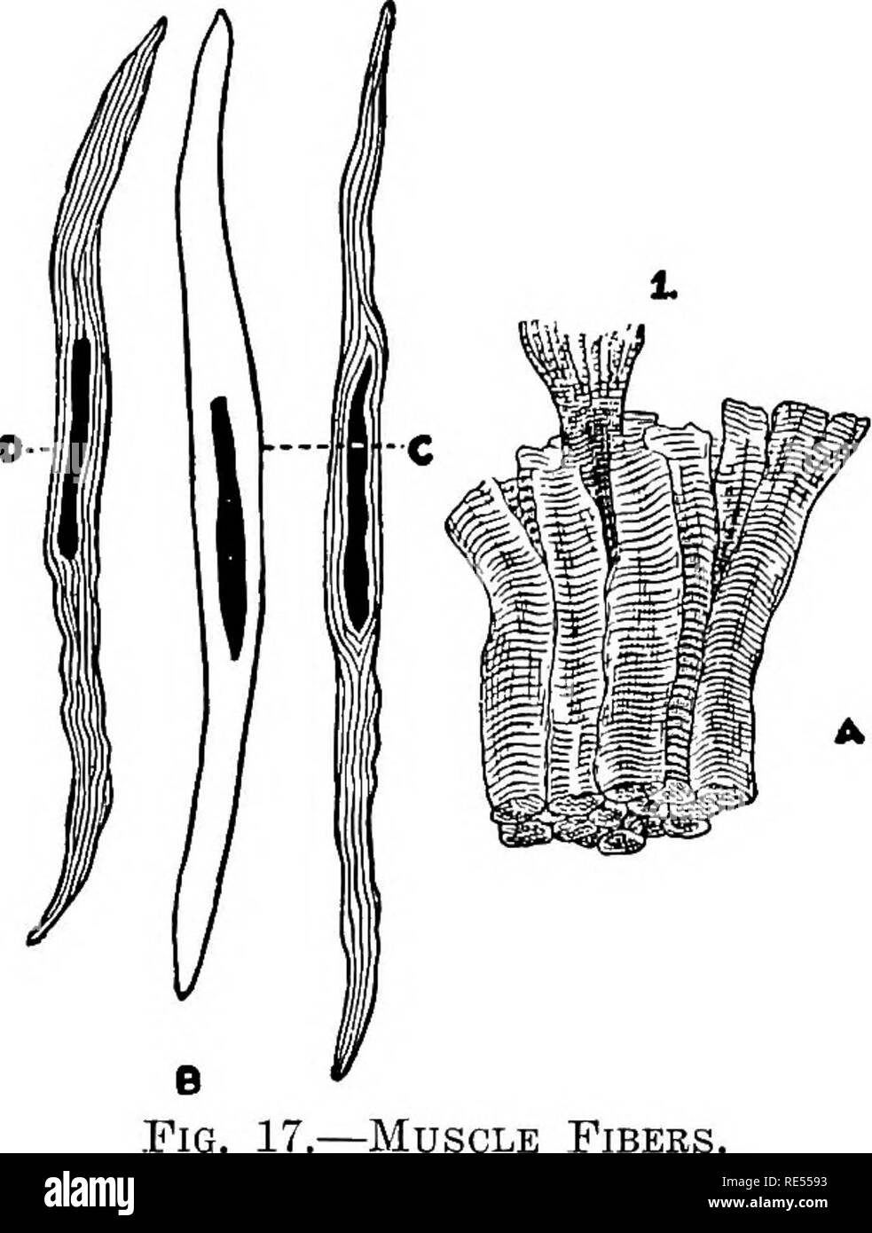 Musculos voluntarios e involuntarios Imágenes de stock en blanco y