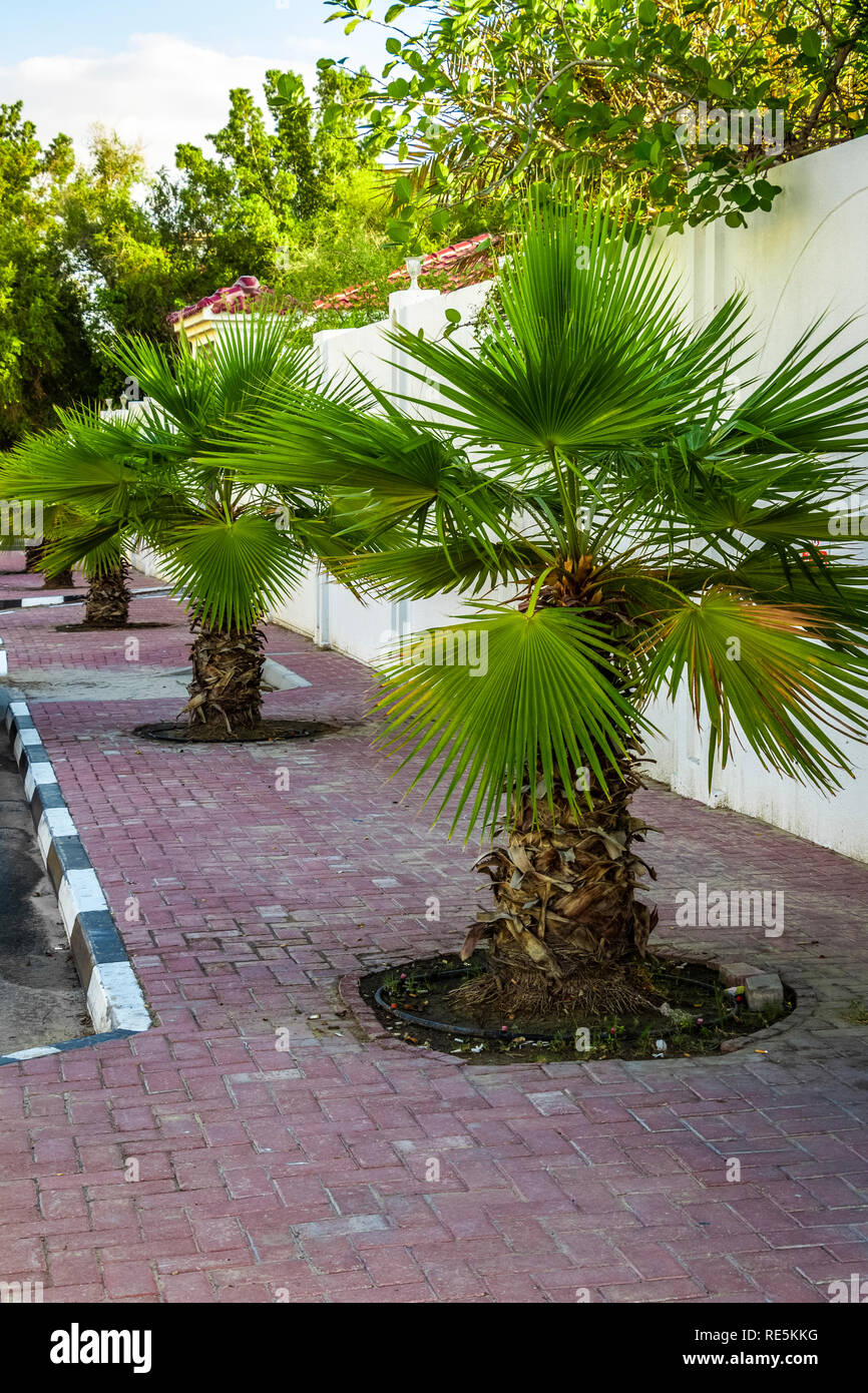 Las palmeras decorativas en la calle de la ciudad austral Fotografía de  stock - Alamy