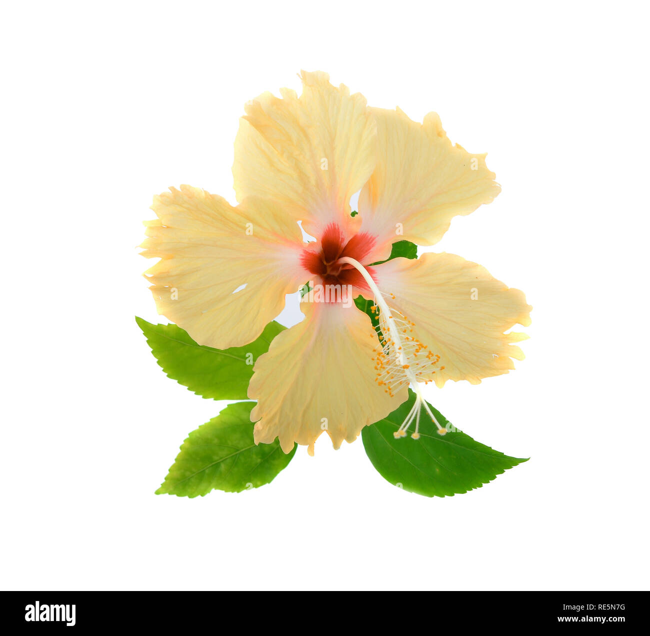 Flor de hibisco amarillo aislado sobre fondo blanco. Foto de stock