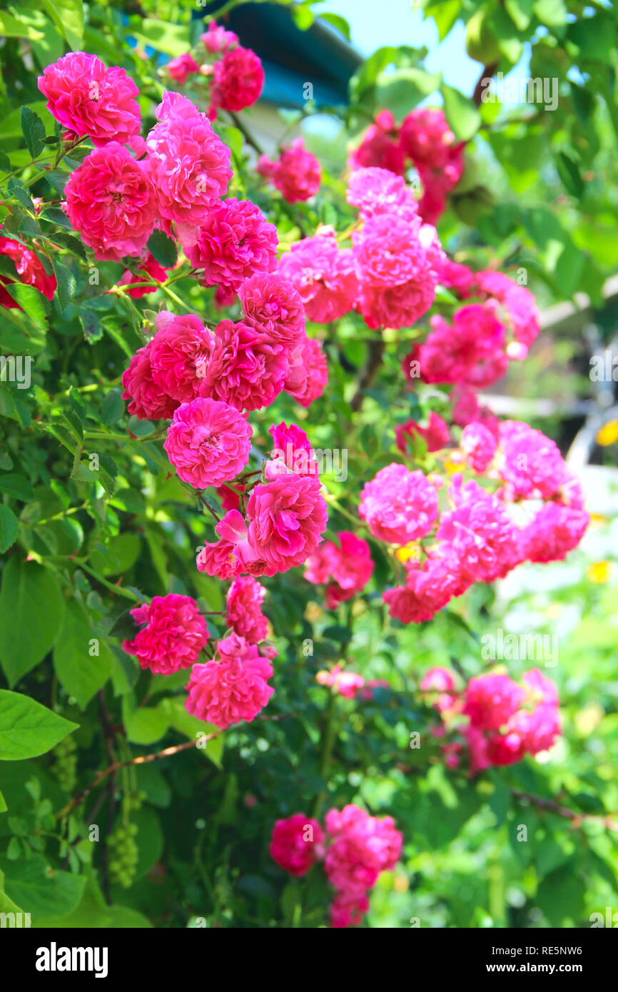 Rosas hermosas fotografías e imágenes de alta resolución - Alamy