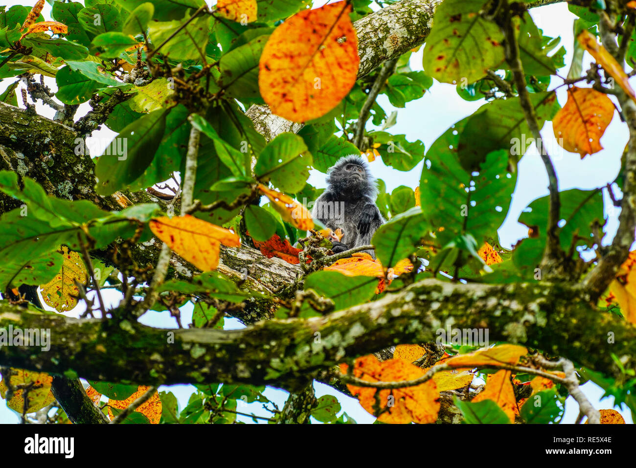 Tuertos silver leaf langur (Trachypithecus cristatus) sentado con color naranja bebé, Bako N.P., Sarawak, Borneo, Malasia. Foto de stock