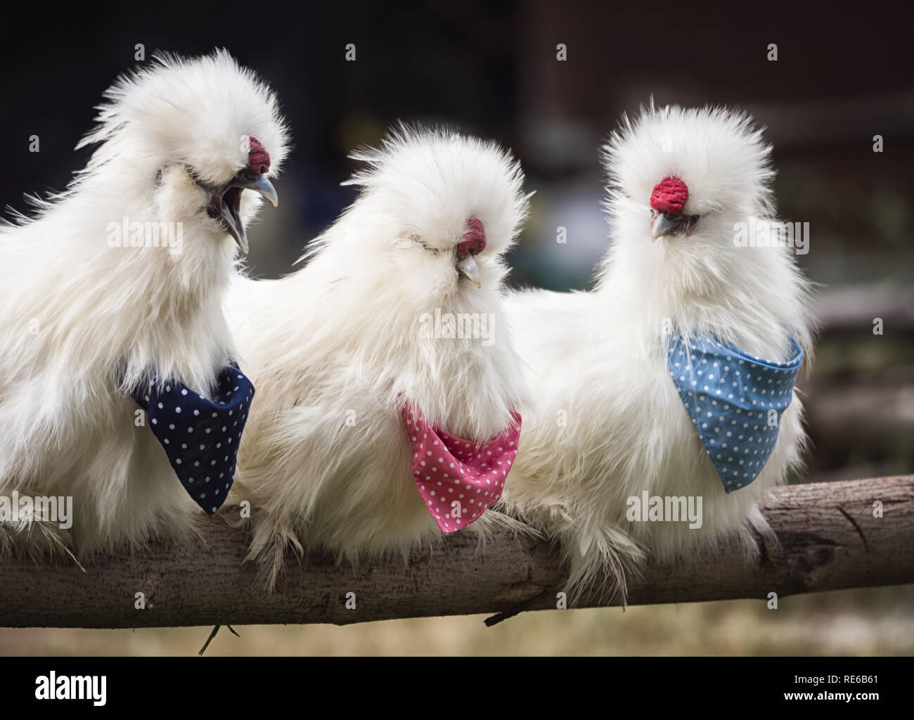 Vista de cerca de tres blancas esponjosas plumas Silkie Americana pollo gallos aferrados a la madera en el gallinero tienen diferentes medidas en diferentes vistiendo Foto de stock