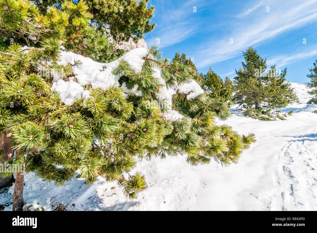 Mountain Pine rama con nieve, uncinados pine, Pinus uncinata, Cataluña, España Foto de stock