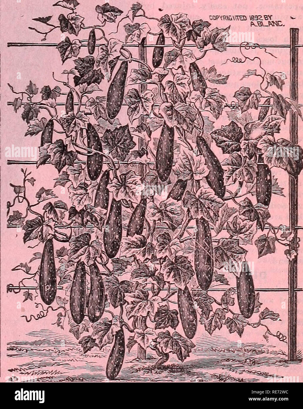 . Cox co. catálogo de semillas y plantas. La industria de semillas y catálogos comerciales; semillas Catálogos Catálogos de semillas; flores; catálogos de semillas frutales; Plantas ornamentales; catálogos Catálogos de árboles. Lechuga H . 6urticaria . Nuevo iceberg -Thelarge curly fuera de las hojas son de color verde claro, y con un ligero tinte rojizo en los bordes. Las hojas tienen pequeñas sangrías, que se con- llena instantáneamente con dewdrops, manteniendo así ellos siem- fresco y dándoles una apariencia cristalinas, de ahí su nombre. El iceberg es la partida más difícil clasificar sabemos. Una lechuga excelente para la casa y jardín para el mercado. Pkt., 5c; oz., 15c; % Foto de stock