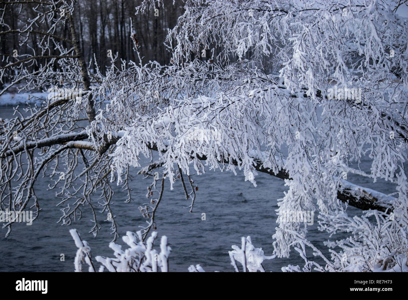 Mirando a través del frío río Bow con nieve fresca en los árboles. Foto de stock