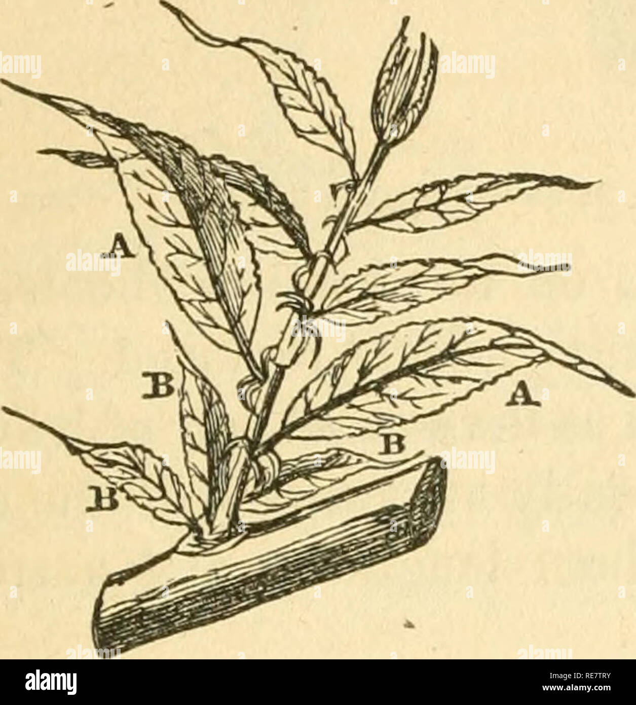 Cuanto Vive Un Espermatozoide Al Aire Libre Induces Fotos e Imágenes de stock - Página 6 - Alamy