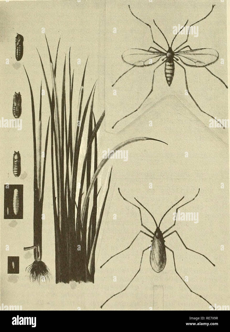 Segments insects body fotografías e imágenes de alta resolución - Página 5  - Alamy