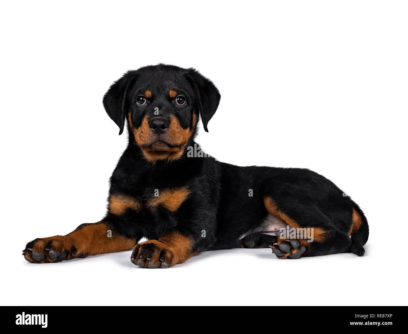 Lindo cachorro de perro de raza rottweiler que establecen caminos  laterales, cabeza arriba mirando con ojos dulces en línea recta a la  cámara. Aislado sobre fondo blanco Fotografía de stock - Alamy