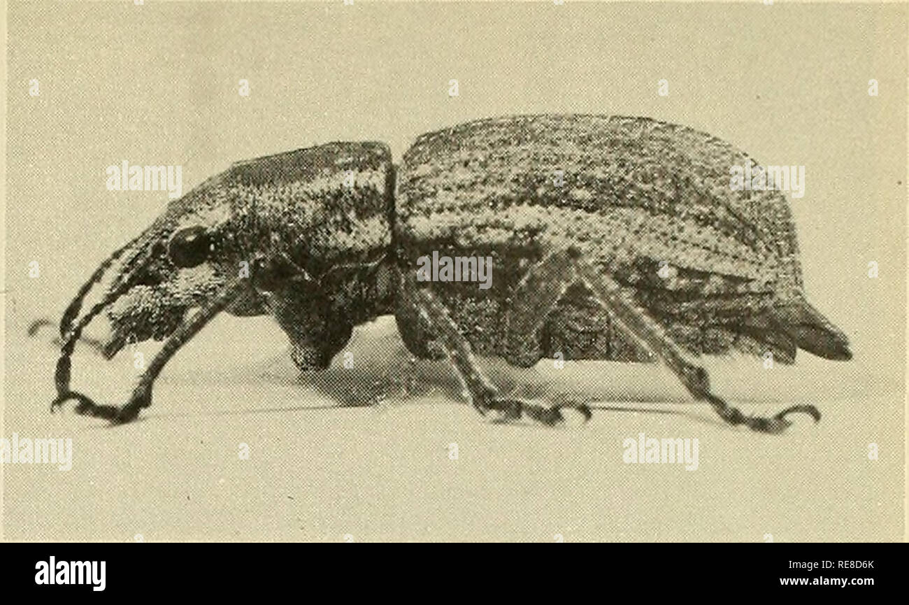 . Cooperación económica informe de insectos. Los insectos beneficiosos, las plagas de insectos. T X - 606 - D etec ción de este insecto - el escarabajo con flecos blancos - - requiere una cuidadosa búsqueda de follaje de las plantas para el escarabajo, o signos de su feedingi para localizar las larvas del escarabajo, encuesta scouts ex amine el suelo alrededor de las raíces de plantas huésped preferido. -N 14848-Moth capturas en trampas de luz colocadas en lugares estratégicos a lo largo de varios estados del sur tel me lo m ay esperarse de tales migra- ting pestes como armyworm, corn earworm,otoño ejército- gusano, tabaco y insectst hornworm relacionados. Por favor tenga en cuenta que estas imágenes Foto de stock