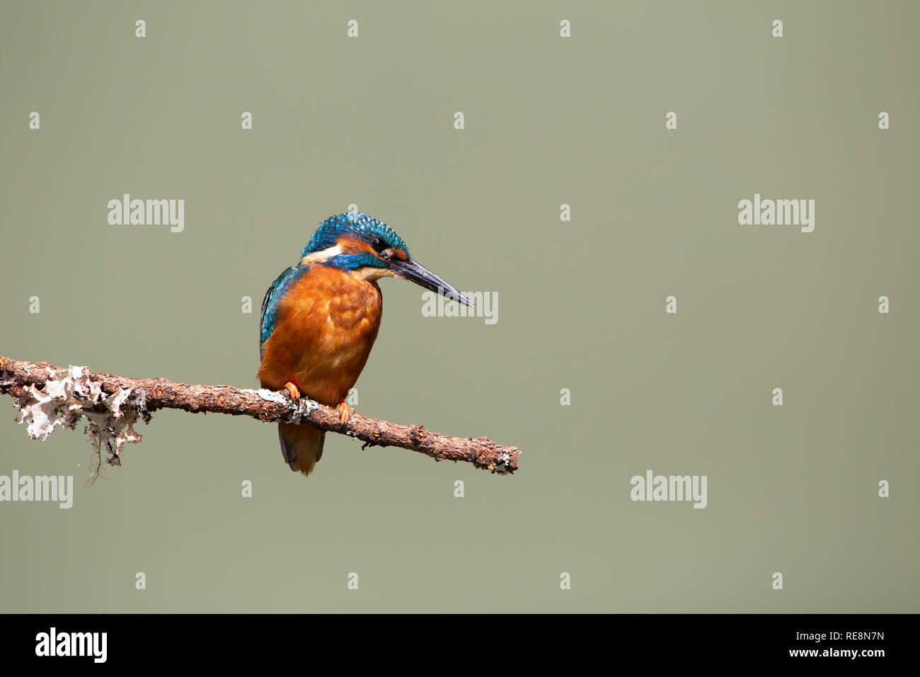 Unión Kingfisher en sucursales Foto de stock