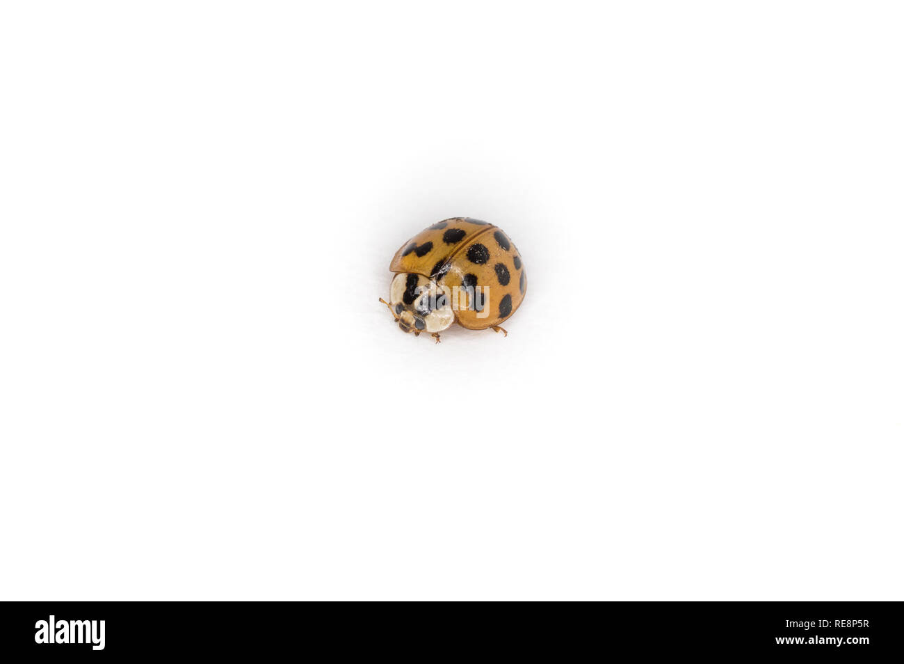 Diez Spotted Lady Bug Foto de stock