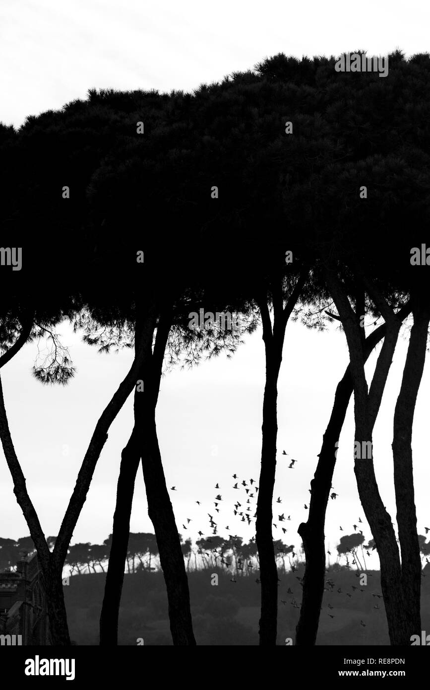 Colinas con árboles vistos a través de los árboles en perspectiva atmosférica Foto de stock
