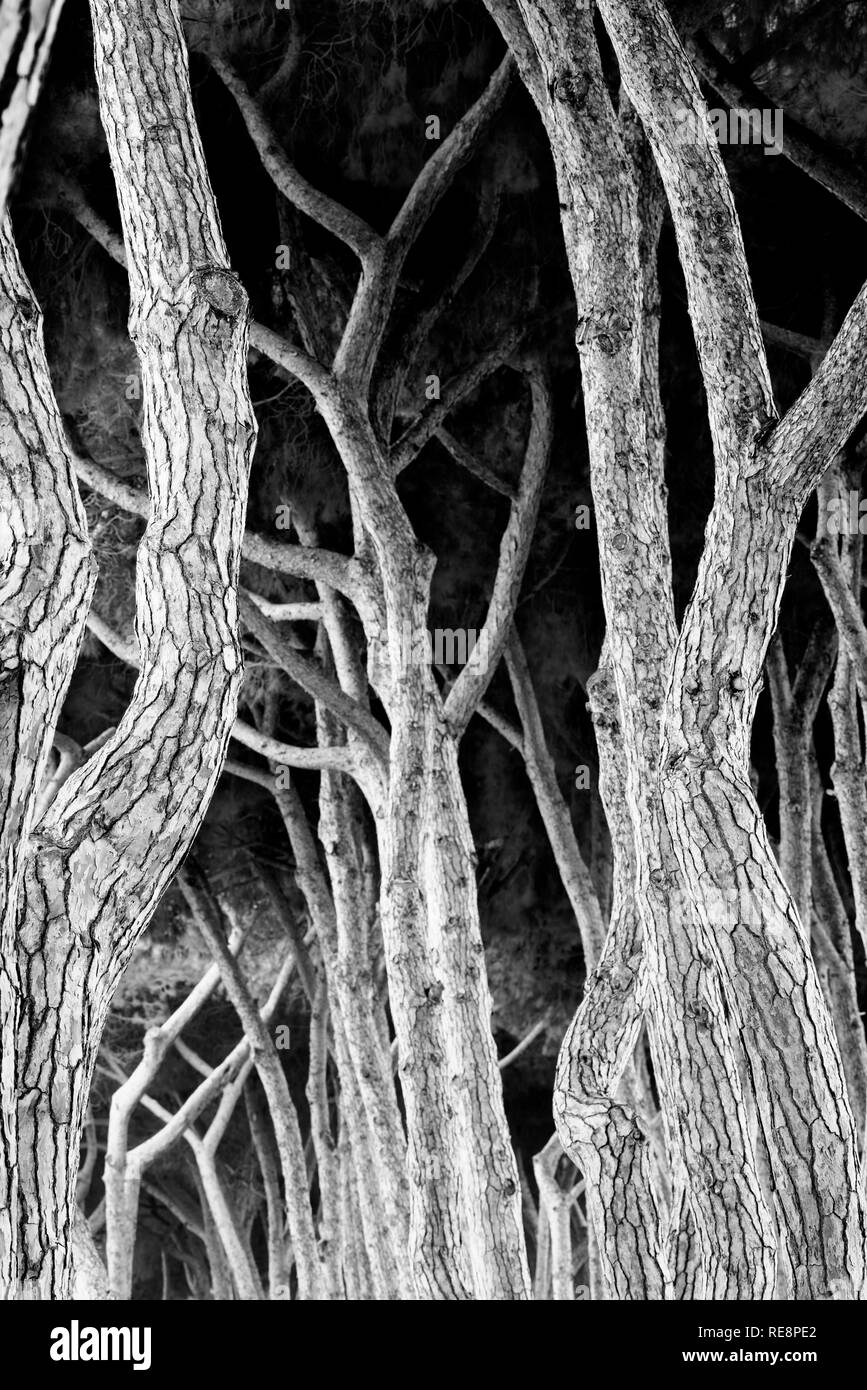 Como pilares de apoyo de un structureTree troncos en un bosque de pinos Foto de stock