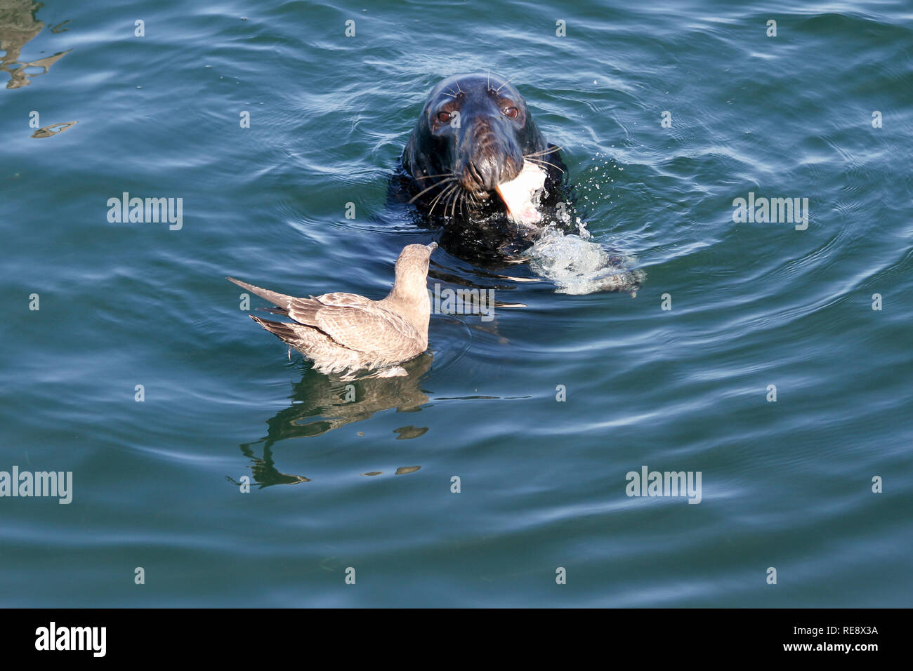 Una gaviota mira hacia un sello con un pedazo de pescado en su boca cerca del embarcadero, Peces CHATHAM CHATHAM, en Cape Cod, Massachusetts, Estados Unidos Foto de stock