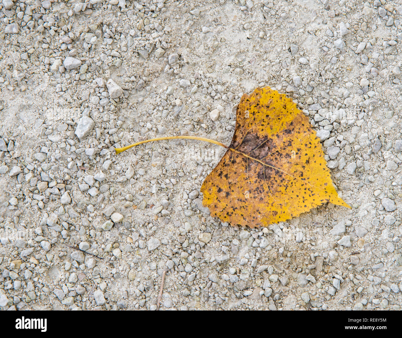 Caída de hojas en forma de corazón en la senda en McDowell Grove Forest Preserve en Naperville, Illinois Foto de stock