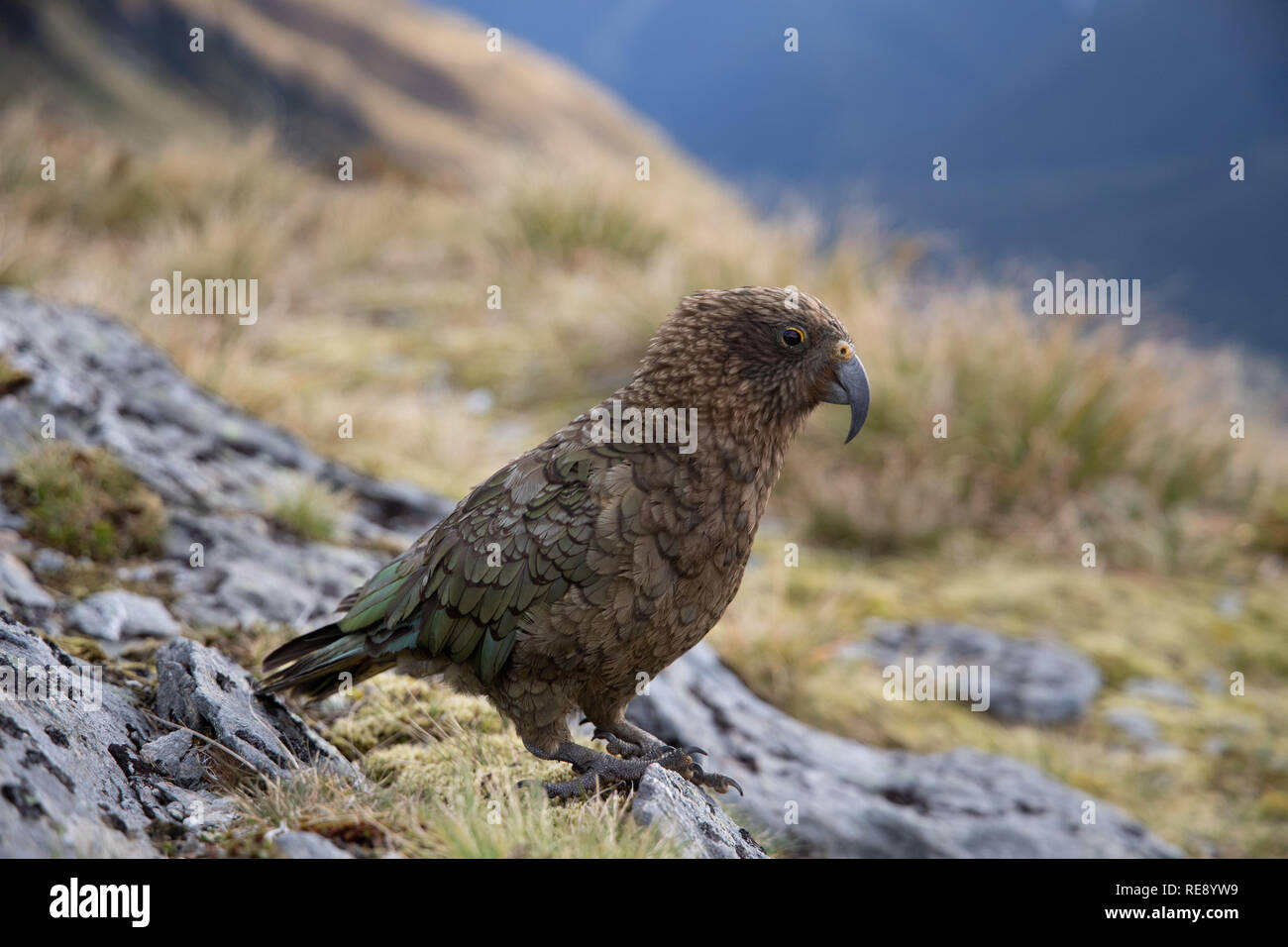 Kea, Isla del Sur, Nueva Zelanda Foto de stock