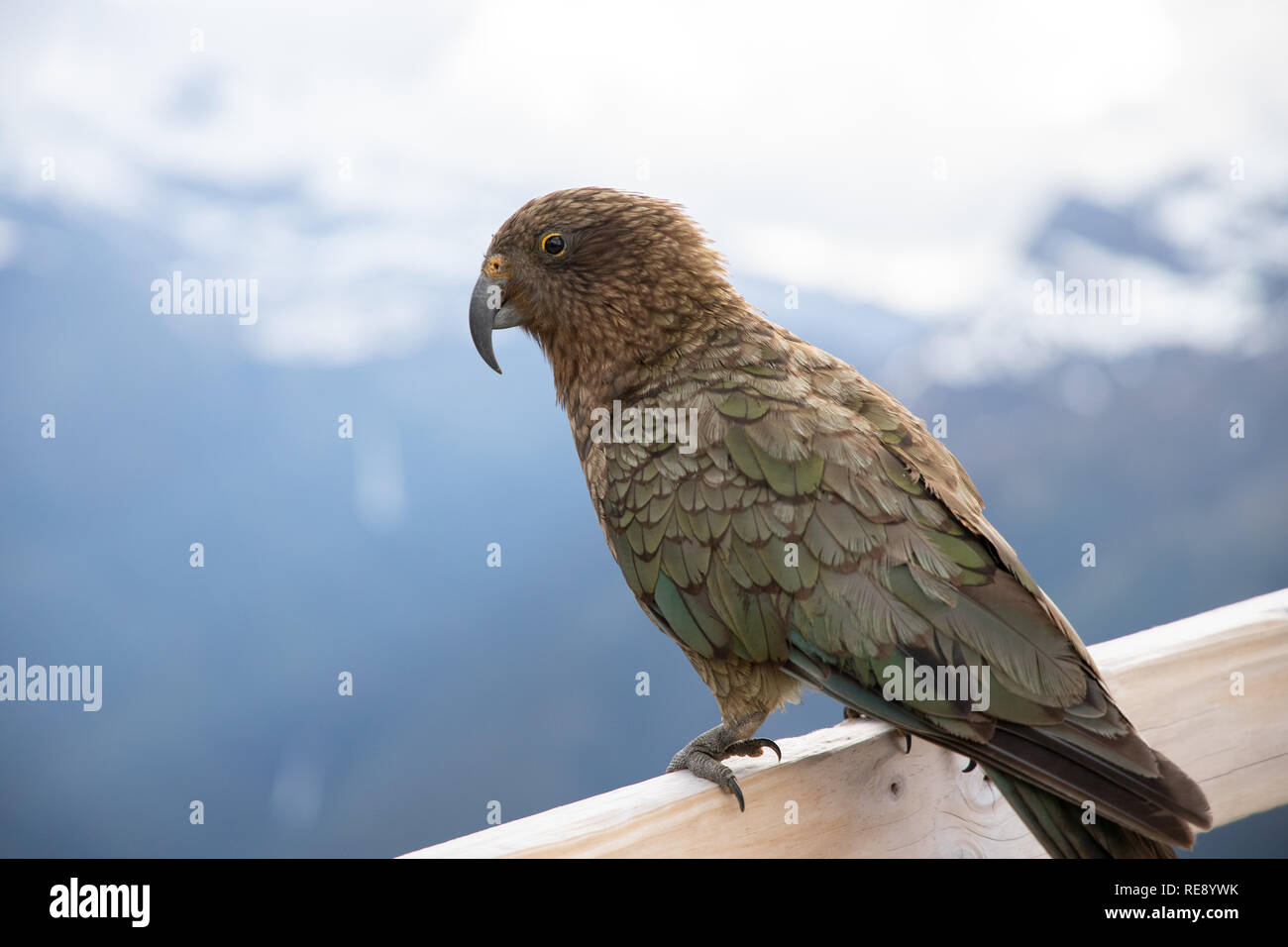 Kea, Isla del Sur, Nueva Zelanda Foto de stock