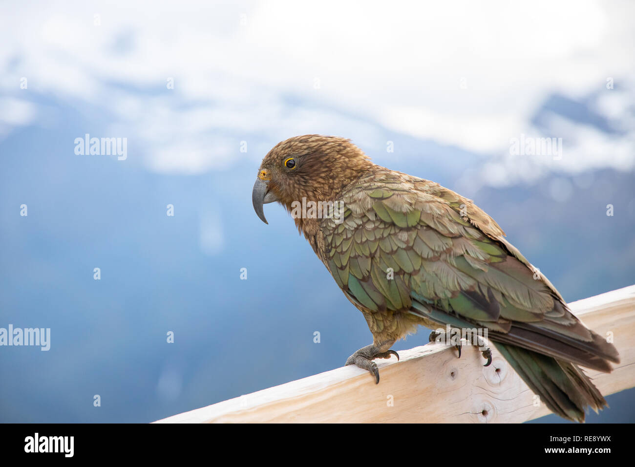 Kea, Isla del Sur, Nueva Zelanda Foto de stock