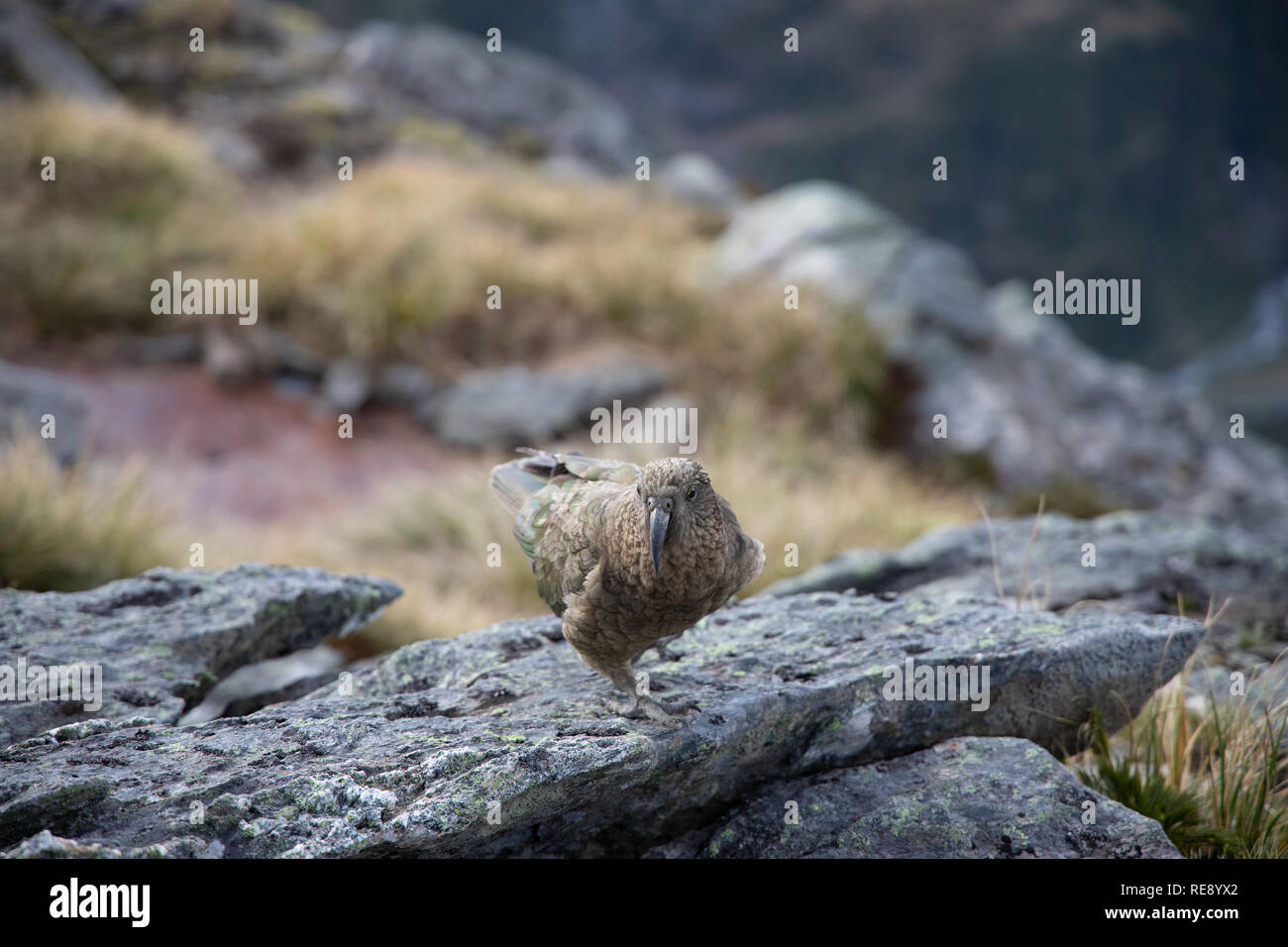 Kea, Isla del Sur, Nueva Zelanda Foto de stock