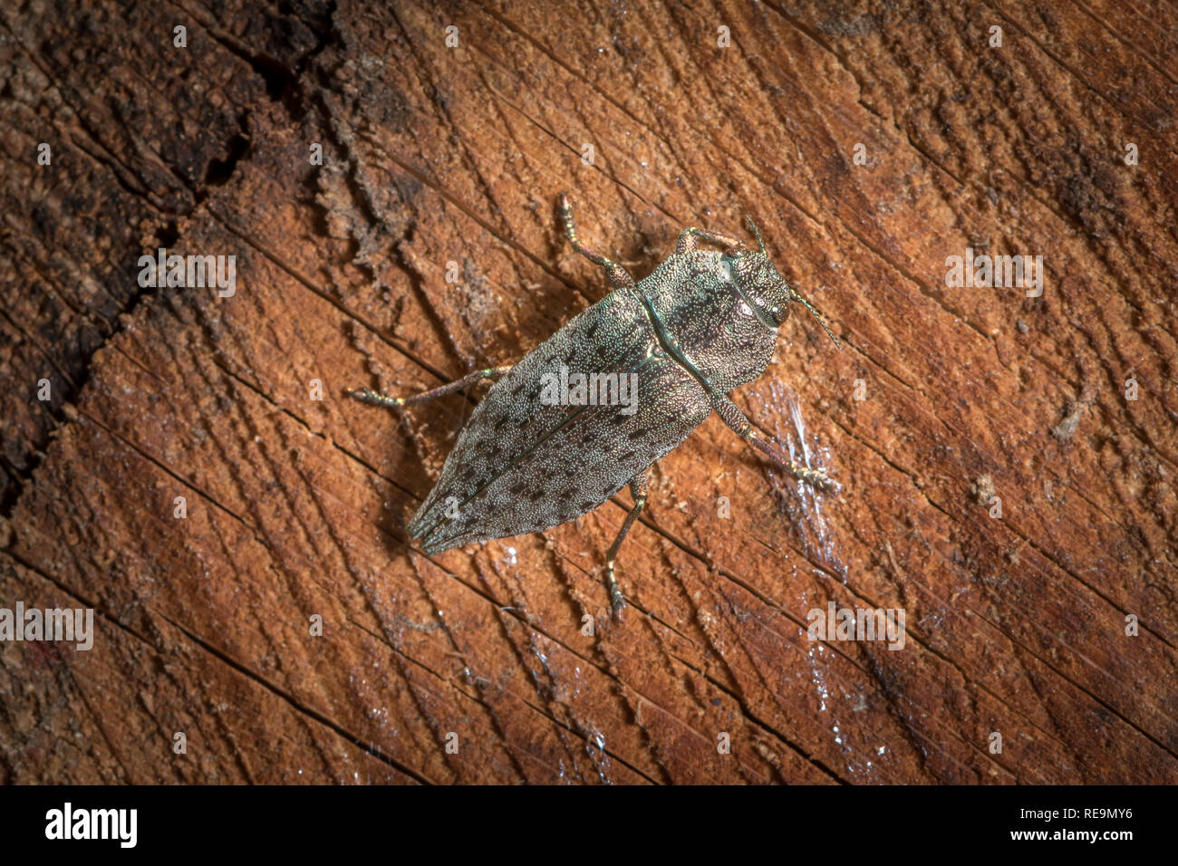 Una bella joya grande y brillante escarabajo (Dicerca alni, Buprestidae) sentado sobre madera Foto de stock