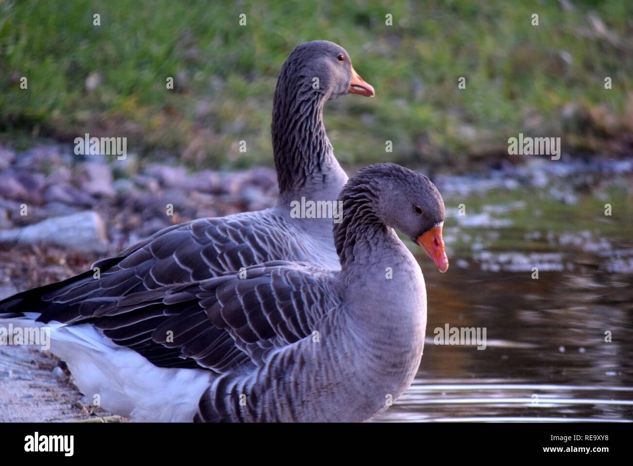Par de gansos grises de pie junto a un pequeño estanque en Omaha, Nebraska. Foto de stock