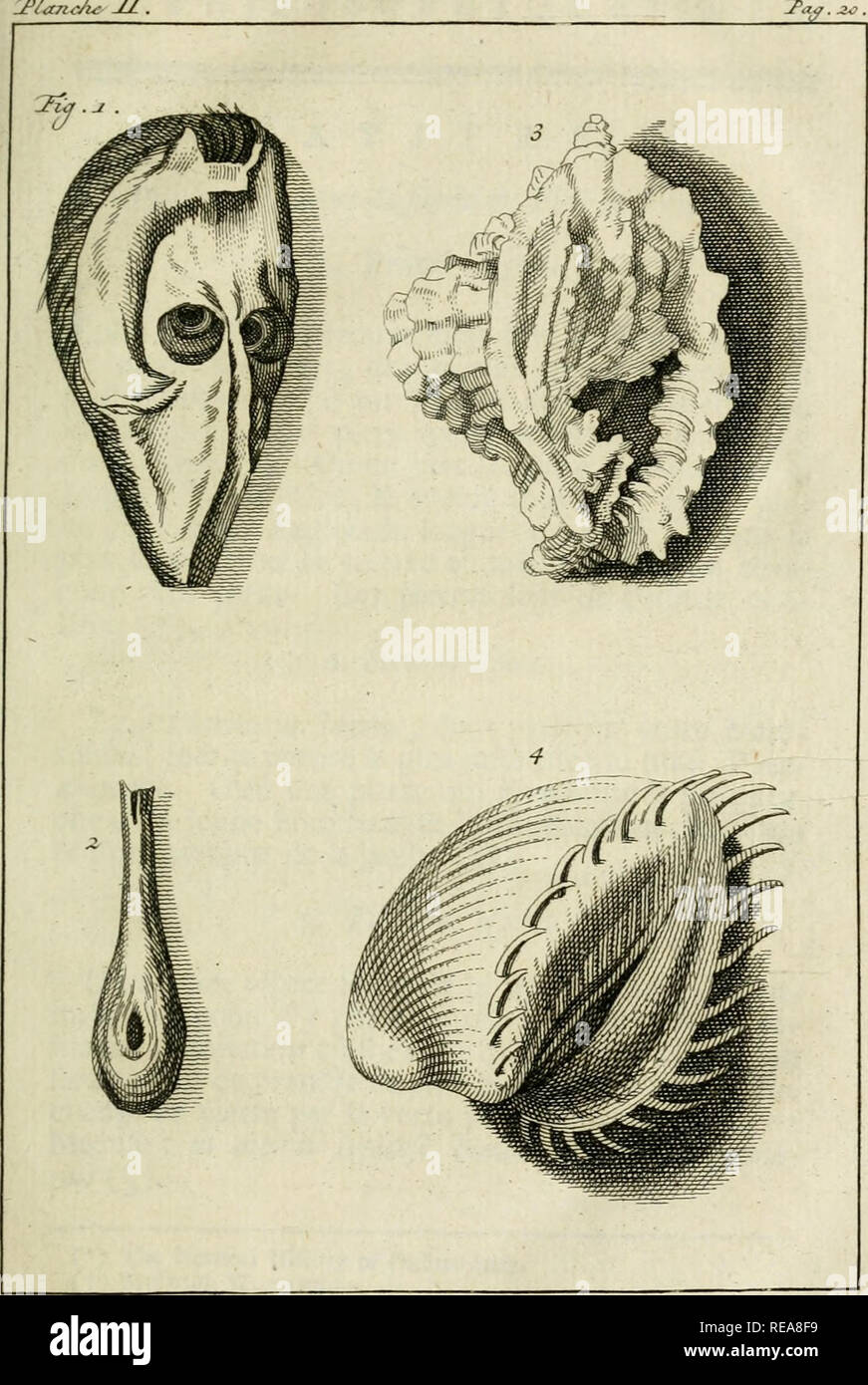 Consideraciones de la gradación philosophiques Naturelle des tormes de  l'etre, ou Les Essais de la naturaleza qui apprend un faire l'homme.  Antropología filosófica; la evolución. 2&GT;/anJu: JI.. Por favor tenga en