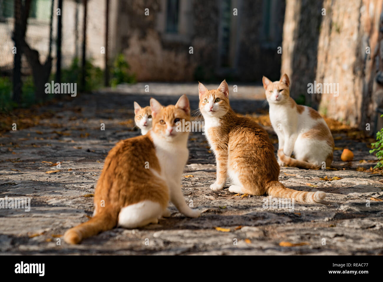 Una familia de gatos callejeros en pictureseque Kardamyli, Grecia. Foto de stock