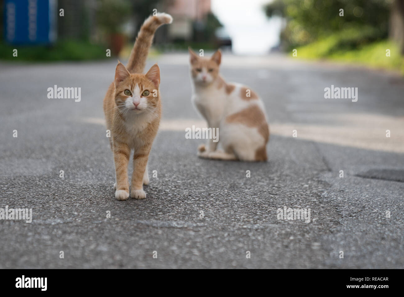 Una familia de gatos callejeros en pictureseque Kardamyli, Grecia. Foto de stock
