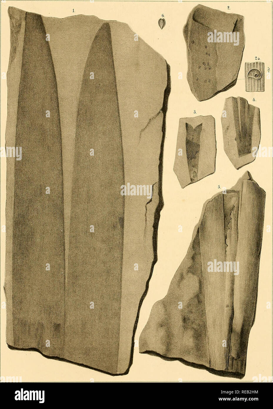 . Dyas oder Die Rothliegende Zechsteinformation und das. TaflXIV:. J/'vrfhiik.-i Otiovi..^ Omi .'JJhÃiviirija'.s- Amiiioiiis (JiK 3.±ui'a(fi allii(i Lii///i(ina (/nii â IConhiilcs Hivas/c/v de. () Bli(ihdo((ii-pi>.s Klvckcdii !!,'â â (mu.. Por favor tenga en cuenta que estas imágenes son extraídas de la página escaneada imágenes que podrían haber sido mejoradas digitalmente para mejorar la legibilidad, la coloración y el aspecto de estas ilustraciones pueden no parecerse perfectamente a la obra original. Geinitz, H. B. Leipzig Foto de stock